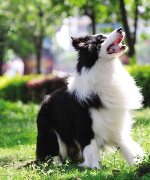 养边境牧羊犬好吗？养它要承受什么样的事情「村民拉红绳拦车收费合法吗」 养边境牧羊犬好吗？养它要承受什么样的事情「村民拉红绳拦车收费合法吗」 游戏资讯